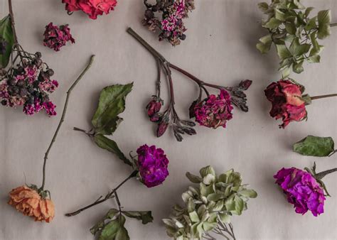 how to preserve flowers: the art of creating floral masterpieces